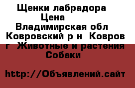 Щенки лабрадора › Цена ­ 15 - Владимирская обл., Ковровский р-н, Ковров г. Животные и растения » Собаки   